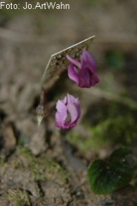 Cyclamen purpurascens