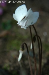 Cyclamen hederifolium 'Album'