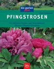 Pfingstrosen