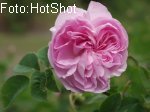 blush Blush Damask
