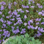 Blaukissen1 Blaukissen