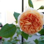 Crown Princess Margareta of Denmark