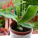 Canna Sämling Canna Sämling