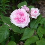 Jacques Cartier
