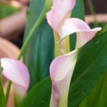Calla
