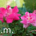 rote Rose