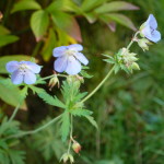 Geranium himalayense