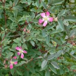 Rosa Glauca