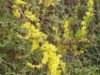 Die Forsythien beginnen zu blühen