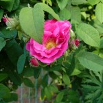 Rosa Gallica Officinalis