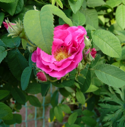 Rosa Gallica Officinalis