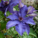 Clematis