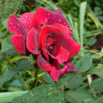 dunkelrote Rose