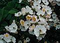 http://commons.wikimedia.org/wiki/File:Rosa-multiflora1.JPG?uselang=de