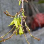 Forsythie