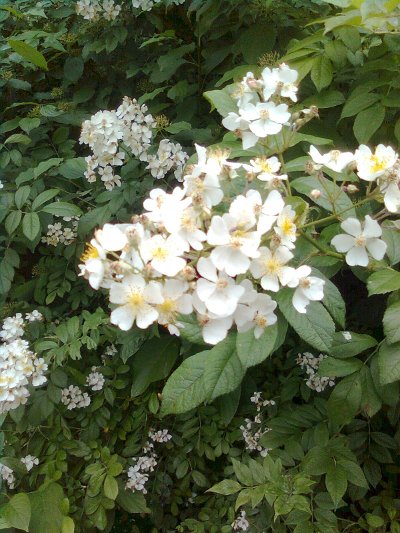 Rosa Multiflora