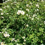 Rosa Arvensis