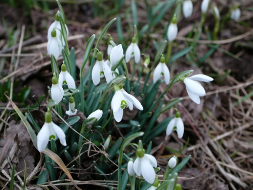 Schneegloeckchen