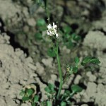 http://commons.wikimedia.org/wiki/File:Cardamine_hirsuta_eF.jpg photographed by Fornax in 1988, Unterfranken, Germany