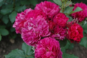 bicentenaire_de_guillot