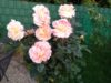 Sommerschnitt