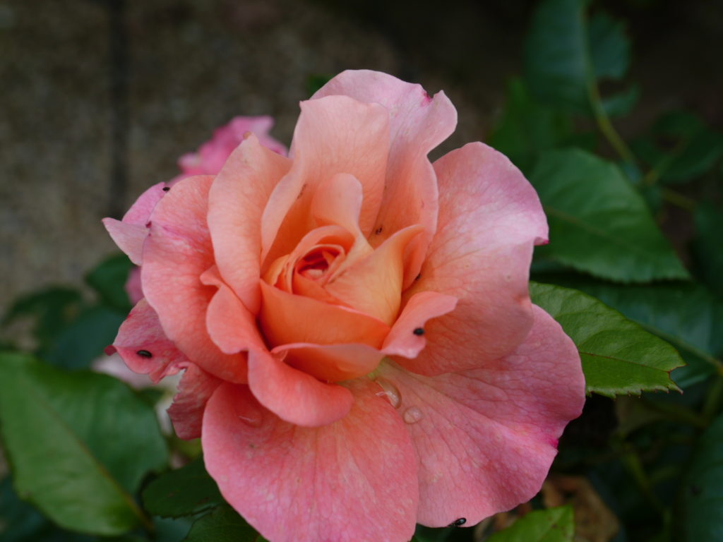 Augusta Luise ® Rosen
