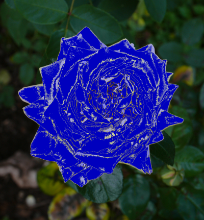 blaue Rose
