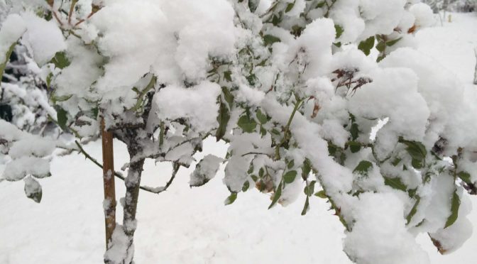 Rosenstämmchen im Schnee