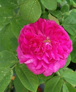 Rose de Resht
