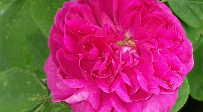 Rose de Resht