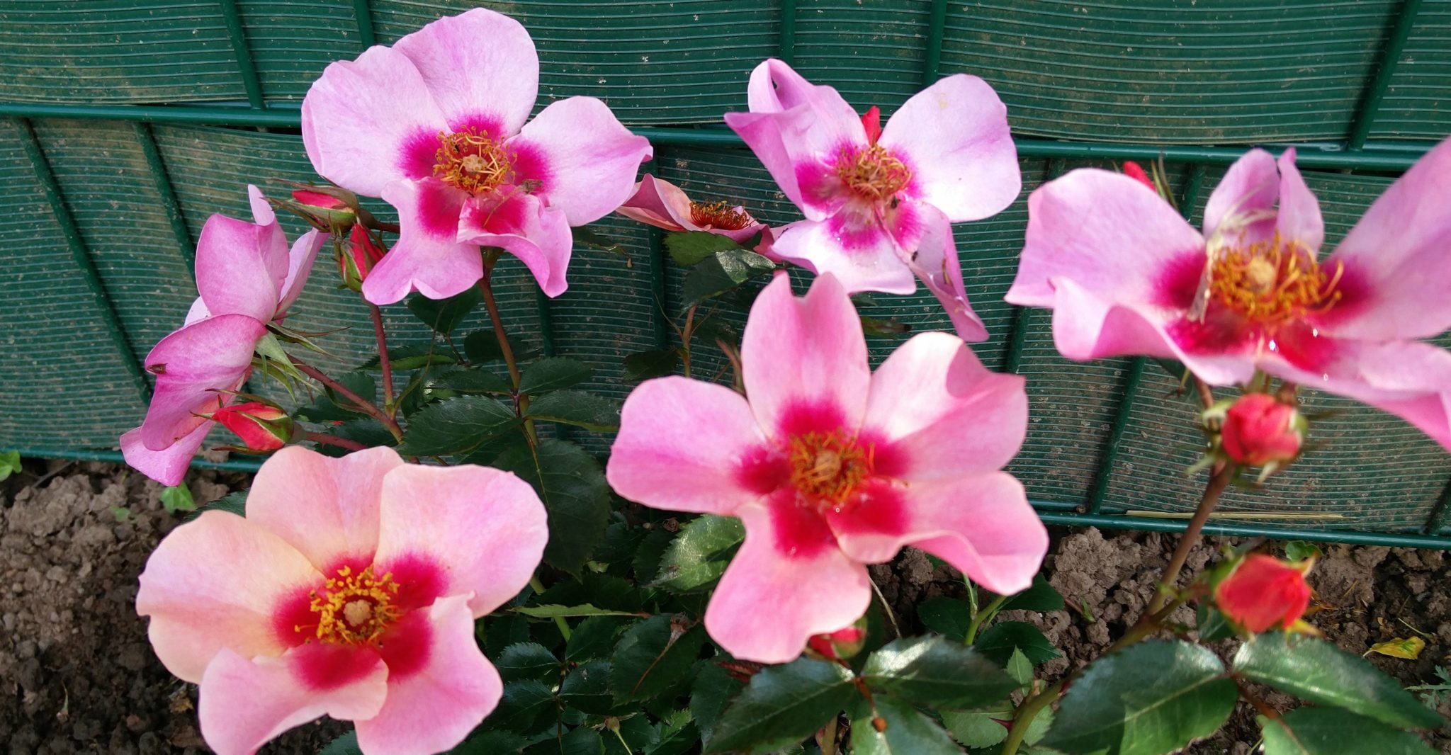 Persische Rosen Erfahrungen