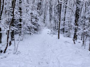 Winter im Wald